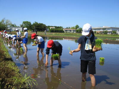【４月末田植え】